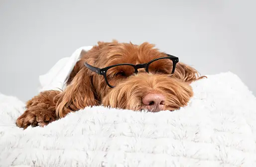 Dog wearing black glasses lying on bed